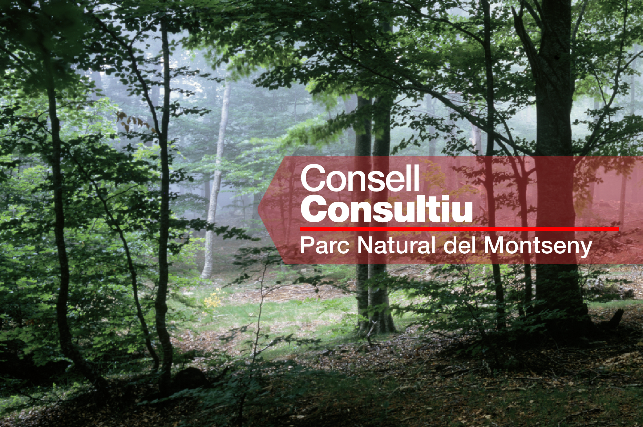 Imatge pels mitjans: Consell Consultiu del Parc Natural del Montseny